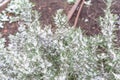 Garden bed with irrigation system and blossom purple rosemary flower in snow near Dallas, Texas Royalty Free Stock Photo