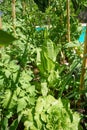 Raised bed orchard urban garden metal Royalty Free Stock Photo