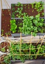 Raised bed orchard urban garden Royalty Free Stock Photo