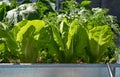 Raised bed orchard urban garden Royalty Free Stock Photo