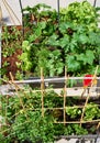 Raised bed orchard urban garden Royalty Free Stock Photo