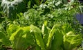 Raised bed orchard urban garden Royalty Free Stock Photo