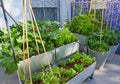 Raised bed orchard urban garden