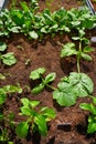 Raised bed orchard urban garden Royalty Free Stock Photo