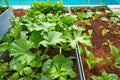 Raised bed orchard urban garden Royalty Free Stock Photo