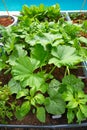 Raised bed orchard urban garden Royalty Free Stock Photo