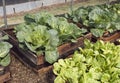 Raised bed pallet vegetable garden Royalty Free Stock Photo