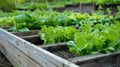 Raised Bed Salad Greens Garden Royalty Free Stock Photo