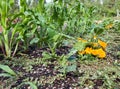 Raised Bed Vegetables Royalty Free Stock Photo