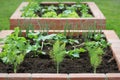Raised beds gardening in an urban garden growing plants herbs spices berries and vegetables. Harvesting lettuce Royalty Free Stock Photo