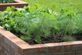 Raised beds gardening in an urban garden growing plants herbs spices berries and vegetables Royalty Free Stock Photo