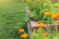 Raised beds gardening in an urban garden growing plants herbs spices berries and vegetables