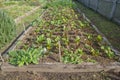 Raised beds with old weathered timber edging and some chard/beetroot growing in a vegetable garden Royalty Free Stock Photo