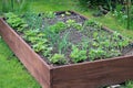 Raised beds in an urban garden growing plants herbs spices and vegetables. Royalty Free Stock Photo