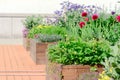Raised beds in an urban garden growing plants herbs spices and vegetables Royalty Free Stock Photo