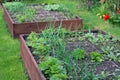 Raised beds in an urban garden growing plants herbs spices and vegetables. Royalty Free Stock Photo