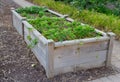 Raised beds