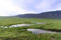 Raised bog in the mountain tundra Royalty Free Stock Photo