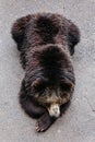 Raised Brown Bear sleep on the concrete ground in animal area at Noboribetsu Bear Park in Hokkaido, Japan Royalty Free Stock Photo