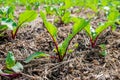 Raised garden bed with green beet leaves showing from the ground