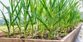 Raised garden bed with green garlic leaves showing from the ground