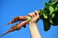 Raised radish Royalty Free Stock Photo