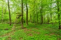Raised stand in a natural green forest in Germany Royalty Free Stock Photo
