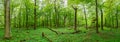 Raised stand in a natural green forest in Germany Royalty Free Stock Photo