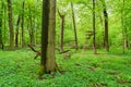 Raised stand in a natural green forest in Germany Royalty Free Stock Photo