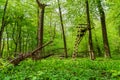 Raised stand in a natural green forest in Germany Royalty Free Stock Photo