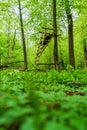 Raised stand in a natural green forest in Germany Royalty Free Stock Photo