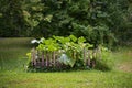 Raised vegetable bed, bordered with a wooden fence in the lawn in a country garden, in it growing zucchini plants with orange Royalty Free Stock Photo