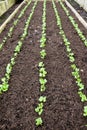 A raised vegetable bed with five rows of seedling vegetables