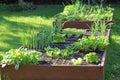 Raised vegetable beds. Growing vegetables in your own garden