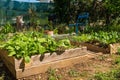 Raised Vegetable Boxes