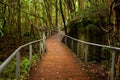 Raised walkway in rainforest floor near Katoomba in New South Wa