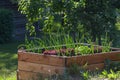 Raised wooden bed with vegetable plants in a rural country garden, copy space