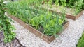 Raised wooden beds for growing vegetables according to the principles of organic farming. Handmade DIY beds with onions, garlic,