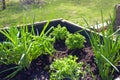 Raised wooden herbs bed with parsley and onions in in a country garden