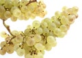 RAISIN CHASSELAS Royalty Free Stock Photo