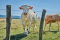 Raising and breeding livestock animals in agribusiness for cattle and dairy industry. Curious cow, one white charolais