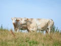 Raising and breeding livestock cattle on a farm for beef and dairy industry. Landscape animals on pasture or grazing Royalty Free Stock Photo