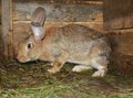 Raising & breeding rabbits on the farm in the wooden cage