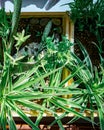 Raising bush green on the balcony in planters to create the home plants