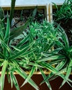 Raising bush green on the balcony in planters to create the home plants