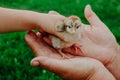 Raising chickens. Environmental education of children during the holidays. A hatched chicken in the hands of a grandmother farmer