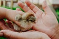 Raising chickens. Environmental education of children during the holidays. A hatched chicken in the hands of a grandmother farmer