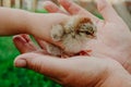 Raising chickens. Environmental education of children during the holidays. A hatched chicken in the hands of a grandmother farmer