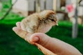 Raising chickens. Environmental education of children during the holidays. A hatched chicken in the hands of a grandmother farmer