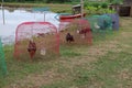 Raising chickens in rural Thailand outdoor style